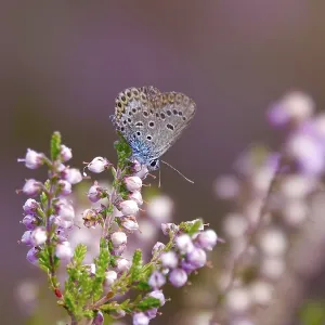 Butterfly blue butterfly, summer, Germany Butterfly blue butterfly, summer, Germany