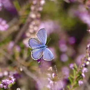 Butterfly blue butterfly, summer, Germany Butterfly blue butterfly, summer, Germany