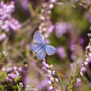 Butterfly blue butterfly, summer, Germany Butterfly blue butterfly, summer, Germany