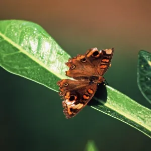 Butterfly near Iquitos, Amazon region Butterfly near Iquitos, Amazon region