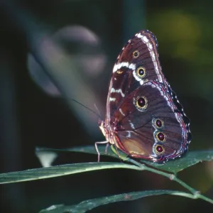 Butterfly in Tambopata National Park in the Amazon basin Butterfly in Tambopata National Park in the Amazon basin