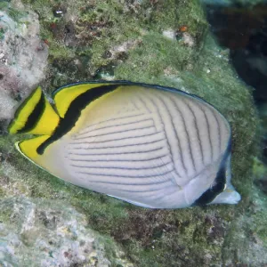 Vagabond Butterflyfish Print, Gondol Reef, Bali Vagabond Butterflyfish Print, Gondol Reef, Bali