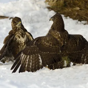 Two buzzards (Buteo buteo), fighting Two buzzards (Buteo buteo), fighting