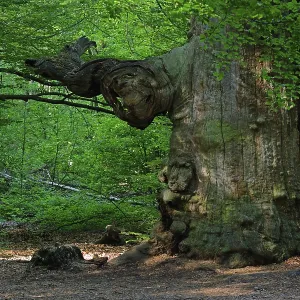 Ca. 800 year old beech (Fagus) Ca. 800 year old beech (Fagus)
