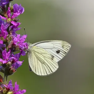 A Cabbage butterfly (Pieris brassicae) sucking nectar on the flower of the purple loosestrife (Lythrum salicaria)