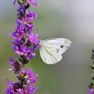 A Cabbage butterfly (Pieris brassicae) sucking nectar on the flower of the purple loosestrife (Lythrum salicaria)