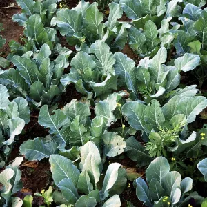Cabbage plants in field