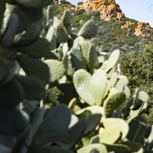 Cactus pear (Opuntia ficus-indica) in front of a landscape with red rocks and mountains