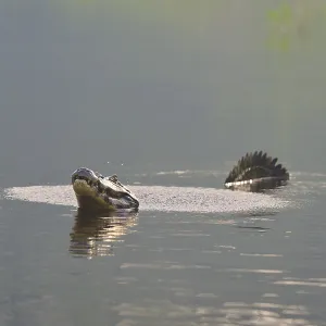A caiman calling in the calm water with plants in the background for show A caiman calling in the calm water with plants in the background for show
