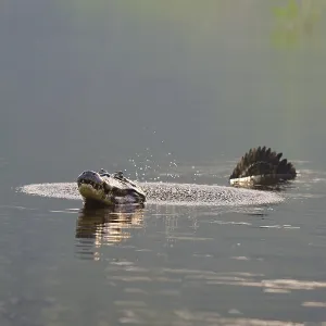 A caiman calling in the water while swimming in a calm water A caiman calling in the water while swimming in a calm water