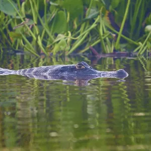A caiman creeps past water plants A caiman creeps past water plants