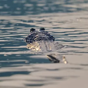 A caiman floats calmly with fine waves in the water A caiman floats calmly with fine waves in the water