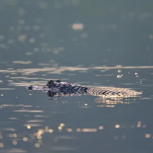 A caiman floats quietly on the surface of the water A caiman floats quietly on the surface of the water