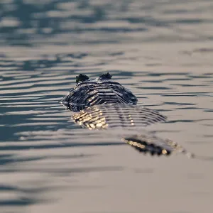 The back of a caiman glides through still water The back of a caiman glides through still water