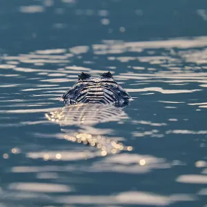 The caiman lies still in the water The caiman lies still in the water