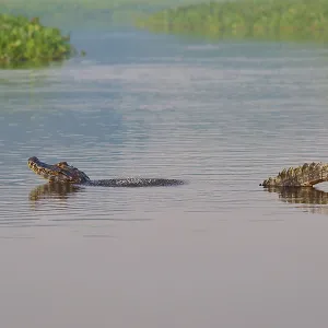 A caiman mating in a calm river A caiman mating in a calm river