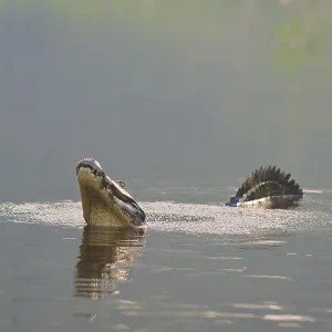 A caiman mating in the water, surrounded by a natural swamp idyll A caiman mating in the water, surrounded by a natural swamp idyll