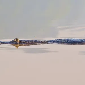The caiman moves gracefully through calm water The caiman moves gracefully through calm water