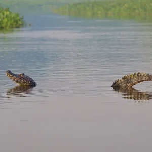 A caiman moves slowly in the water A caiman moves slowly in the water
