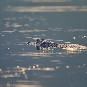 The caiman rests calmly in the still water The caiman rests calmly in the still water