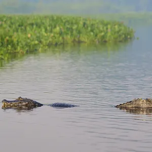 A caiman swimming in the water in a marsh surrounded by greenery A caiman swimming in the water in a marsh surrounded by greenery