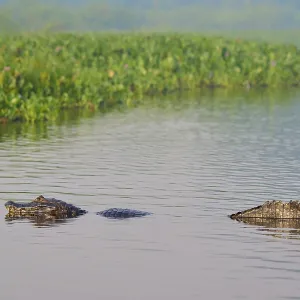 Caiman in water near swamp area with dense green vegetation Caiman in water near swamp area with dense green vegetation