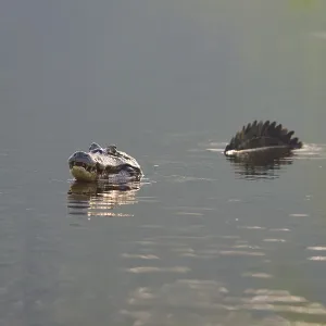A caiman in the water with its reflection and plants in the background A caiman in the water with its reflection and plants in the background