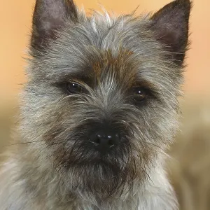 Cairn-Terrier Print - Cairn Terrier Breed Image