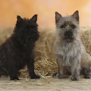 Cairn-Terrier Print - Cairn Terrier Dog Breed