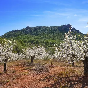 Calderona mountain Cherry Blossom in Valencia Spain