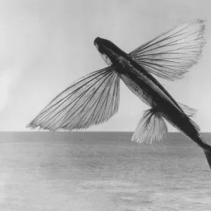 The Californian flying fish (Cheilopogon pinnatibarbatus californicus)