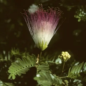 Calliandra flower (Calliandra haematocephala)