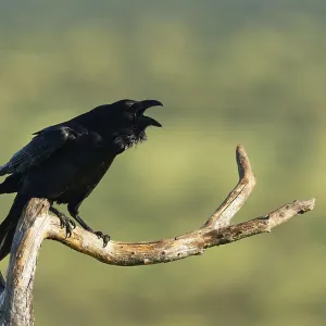 Calling raven (Corvus corax) on a dry branch Calling raven (Corvus corax) on a dry branch
