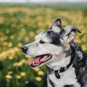 A calm dog enjoying a sunny day in a dandelion-filled meadow A calm dog enjoying a sunny day in a dandelion-filled meadow