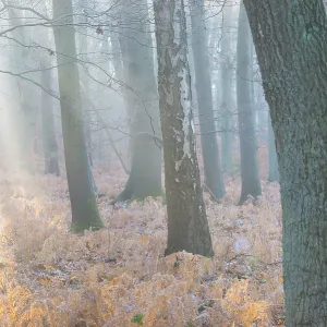 Calm forest with soft morning light and misty