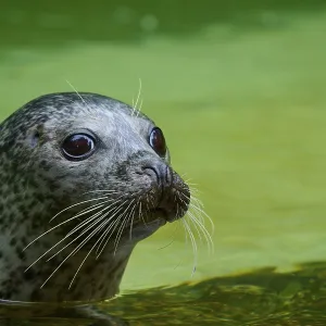 Calm Harbour Seal in Green Water Print, Germany Calm Harbour Seal in Green Water Print, Germany
