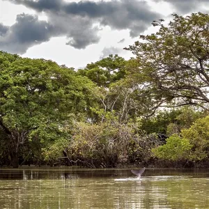 A calm river with overgrown banks and dramatic skies