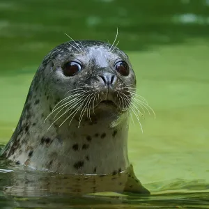Calm seal in green water, harbour seal (Phoca vitulina)