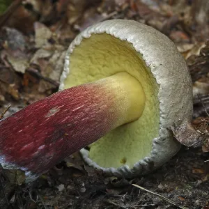 Calyptus calopus (Boletus calopus) Print Calyptus calopus (Boletus calopus) Print