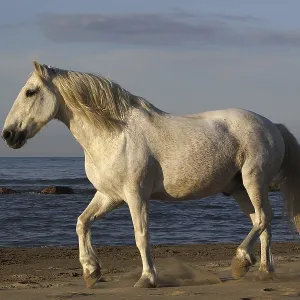Camargue Horse on the Beach, Saintes Marie de la Mer in Camargue Camargue Horse on the Beach, Saintes Marie de la Mer in Camargue