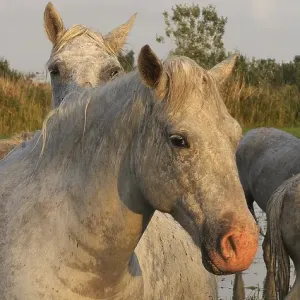 Camargue Horse, Herd standing in Swamp Camargue Horse, Herd standing in Swamp