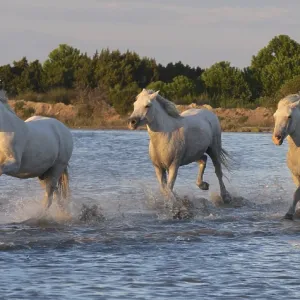 Camargue Horse, Herd trotting or galloping through Swamp