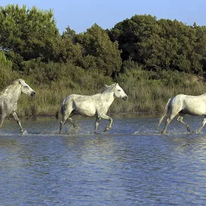 Camargue horses, Camargue, Provence