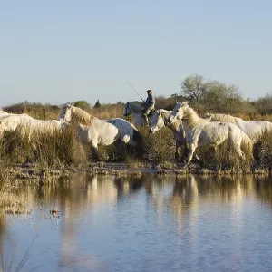 Caballos de Camargue con guardián, Camargue. Caballos de Camargue con guardián, Camargue.