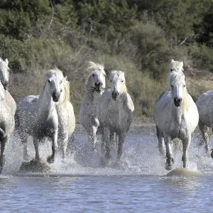 Camargue horses run through water