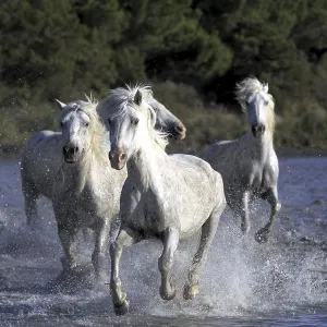Camargue horses run through water