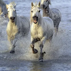 Camargue horses run through water