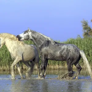 Camargue horses, stallions, Camargue