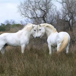 Camargue horses, stallions, Camargue