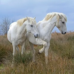 Camargue horses, stallions, Camargue